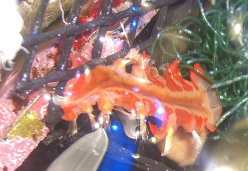 orm01.jpg