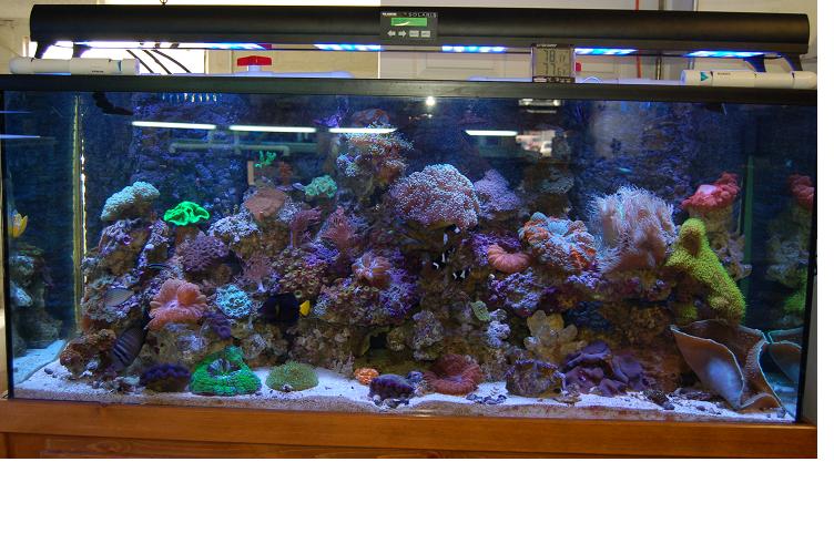 showtank_new_led.jpg