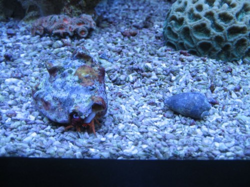 Den lille fyr kigger ud af den nye hytte