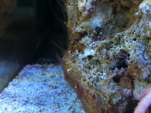 Ja der er en til men er det dino?