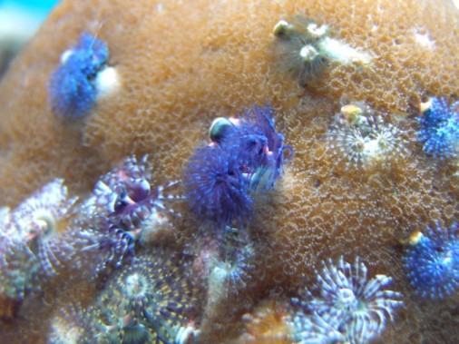 porites (506 x 379).jpg