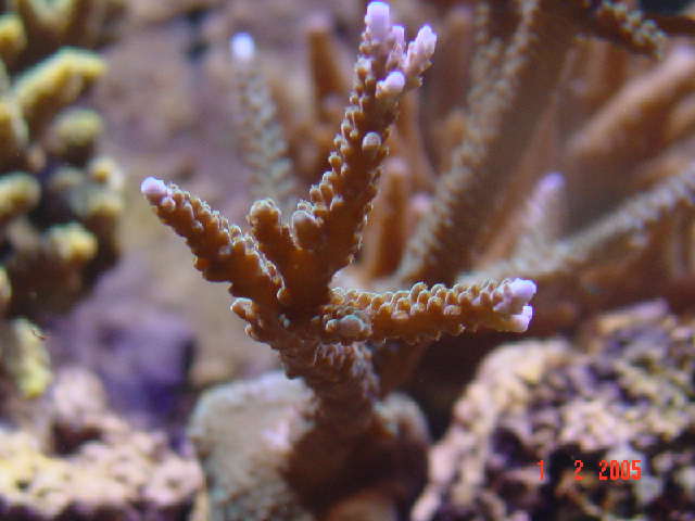 Acro.jpg