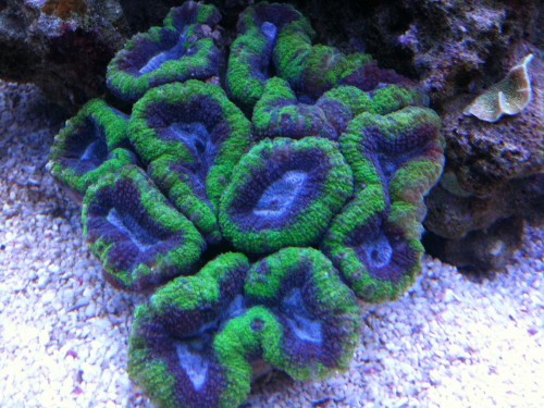 Symphyllia willsoni