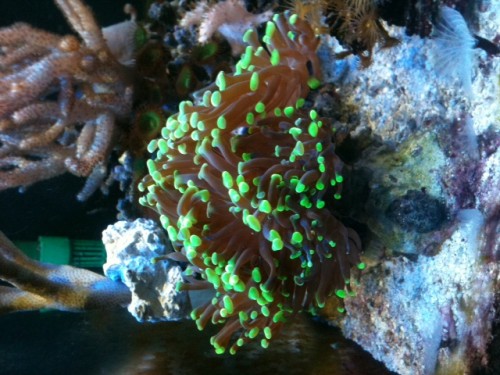 Euphyllia Paraancora.JPG