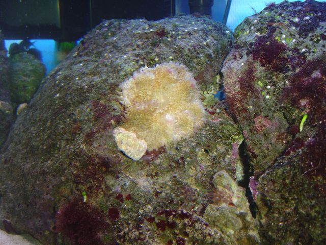 Heteractis aurora