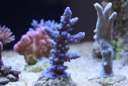 Acropora gomezi