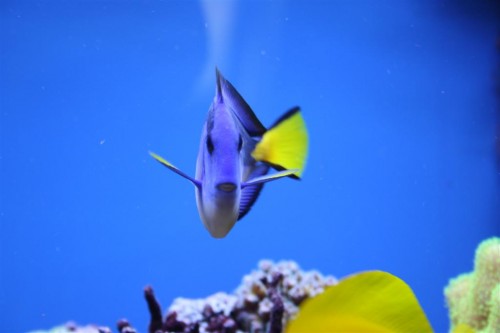 Dory-SMILE.JPG