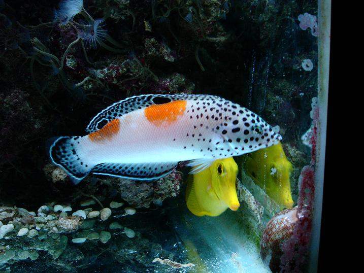 tosset fisk