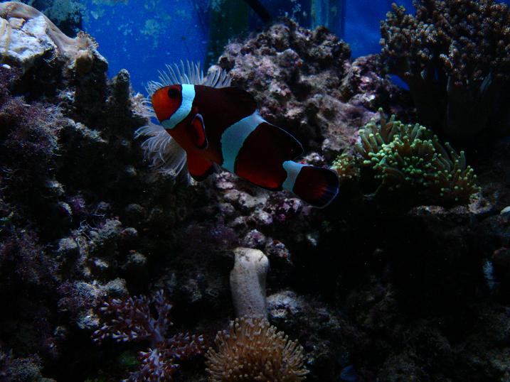 klovnfisken