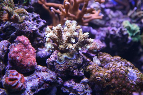 IMG_5338.JPG