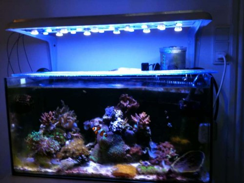 Lampen over akvariet.