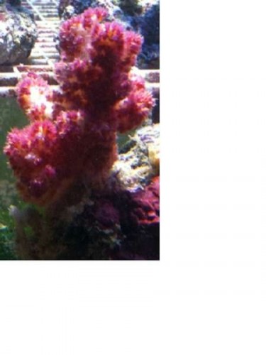 12.jpg (19.44 KiB) Vist 5571 gange hvad er dette