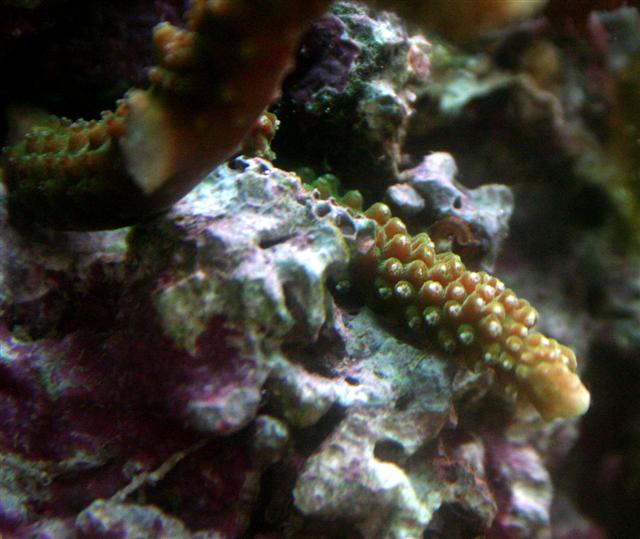 Grøn acropora igennem glasset.JPG