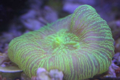 Trachyphyllia