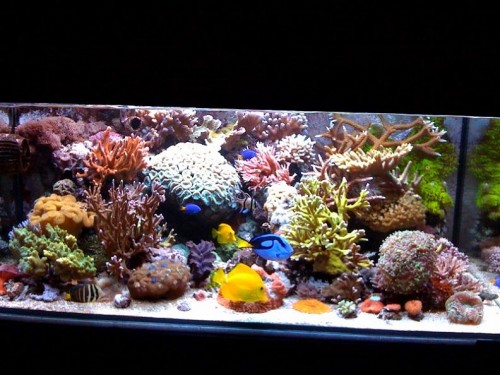 akvarie 3.jpg