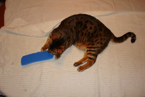 Her stod akvariet mens skummet blev lagt på underskabet... (Katten har sørget for at fjerne det skum der ikke skulle bruges.)