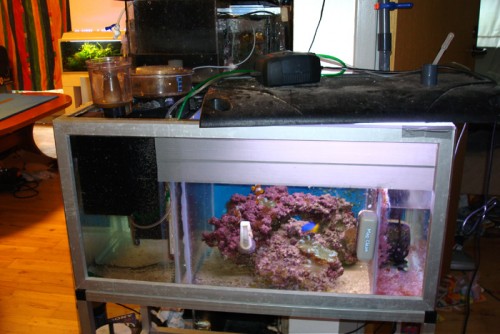 128L sump med Tunze 9002 og 9005, lidt LS, Klovne og en Damsel der har lavet ballade og en Tunze Silence 2400 returpumpe...