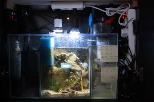 IMG_3887.JPG (34.58 KiB) Vist 1308 gange Sumpen med et lille kært refugium