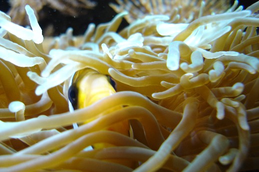Ca 1 år gammel anemone, købte den sammen med en del andet indhold fra et nedlagt akv.<br />Den var ca på str med en femmer, nu er den ca 30 cm. Klovnen der ligger i den er min store hun, hun beskytter den med sit liv! Hun er ca 12 cm lang og 2 bred, haha.