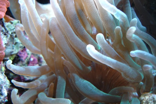 Ny anemone købt af Sir Delta. Jeg ved ikke hvorfor men anemoner har altid fasineret mig meget, jeg har pt 4 stk i akv.