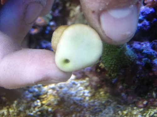 IMG_2396.JPG (34.33 KiB) Vist 2007 gange Ormehul :-)