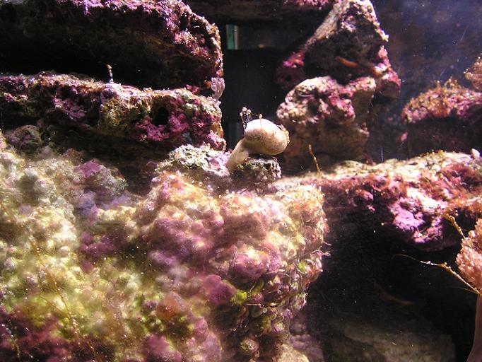 Her er min nye Sarcophyton.