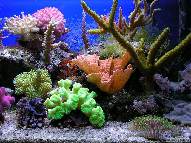p9250535_std (Small).jpg