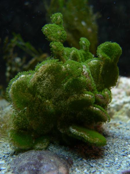 Foto venligst doneret af Mike4284m fra reefcentral.