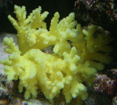 hvad er det.jpg (85.22 KiB) Vist 1340 gange hvad er det for en