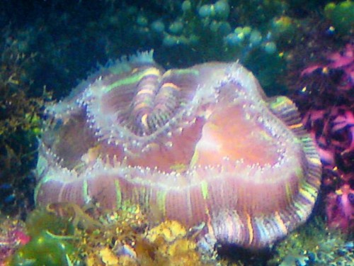 Sulten Trachyphyllia