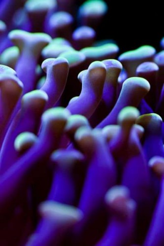 Euphyllia Paraancora