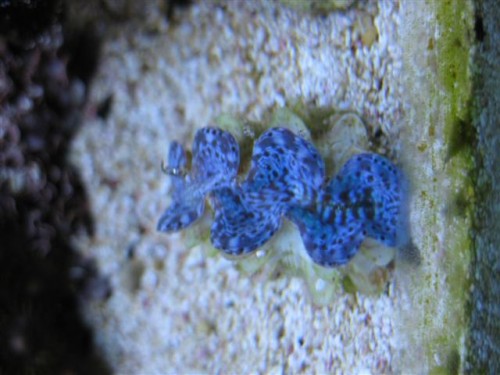 Maxima Blue