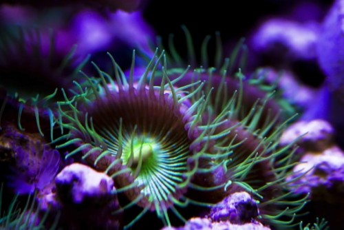 Protopalythoa sp.
