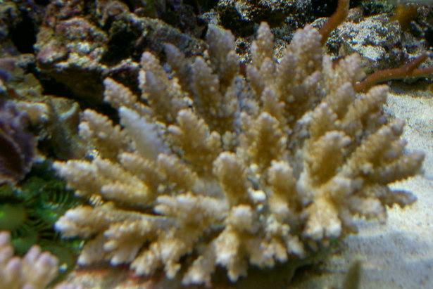 Flot brun og hvid  Acropora