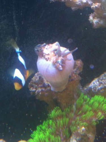 Anemone.JPG