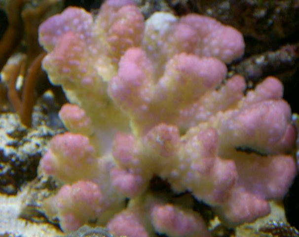 Lyserød pocillopora spec.