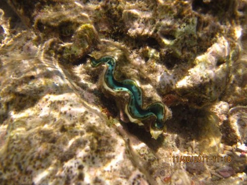 Super flot turkis tridacna.