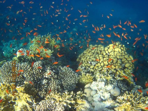 Sagde du Anthias?