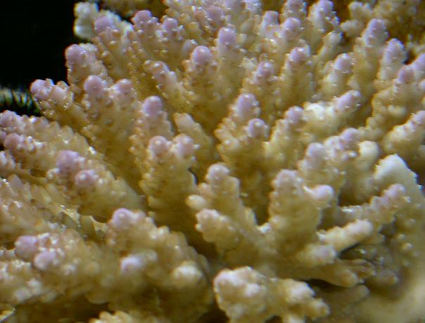 Brun Acropora m. lilla spidser