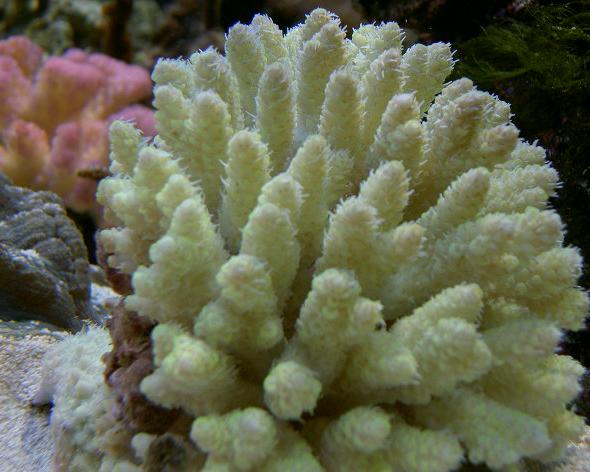 Gul/grøn Acropora m. hvide tentakler og lyserøde spidser