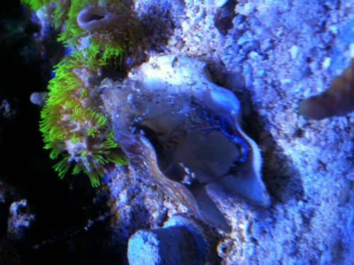 Tridacna Derasa 31.08.2011.JPG
