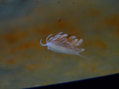 flatworm.jpg
