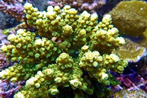 110903 Decocean (29 of 54).jpg