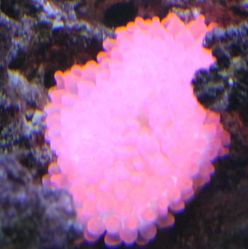 pink anemone.JPG