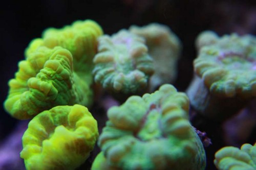 Caulastrea