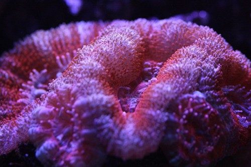 acan
