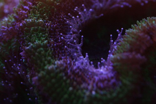 acan