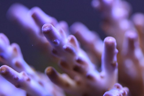 acropora valida
