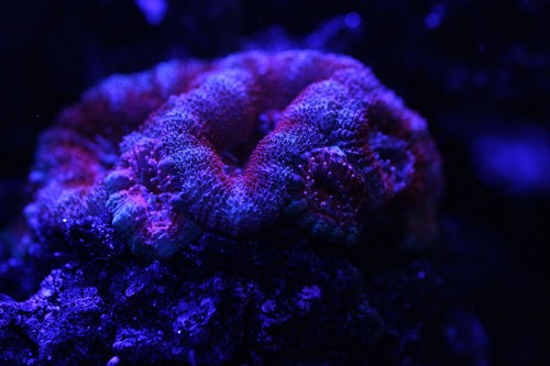 acan