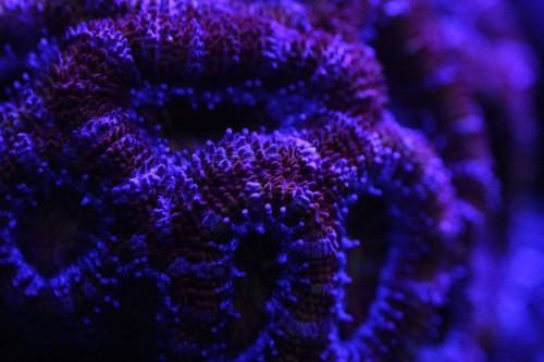 acan